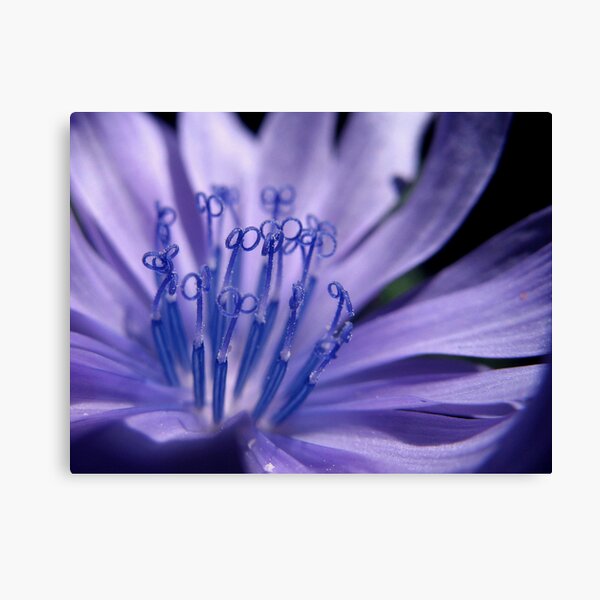 Blue Infinity Canvas Print