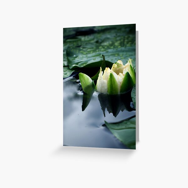 Lily in the Water Greeting Card