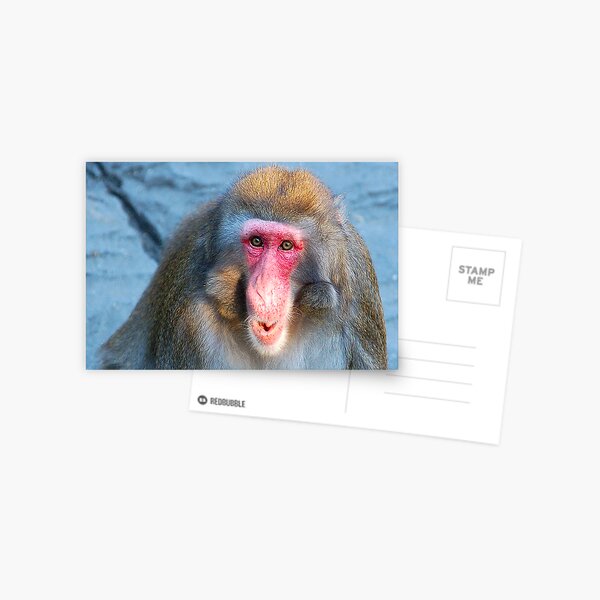 Primate Postcard