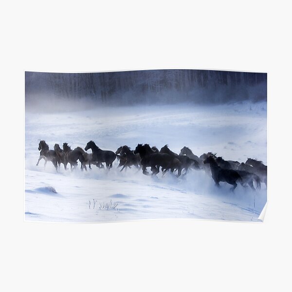 Dreaming with Horses II. Poster