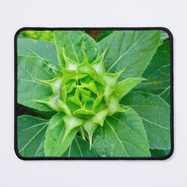 Artikelvorschau, Sonnenblumenknospe entworfen und verkauft von Shulie1.