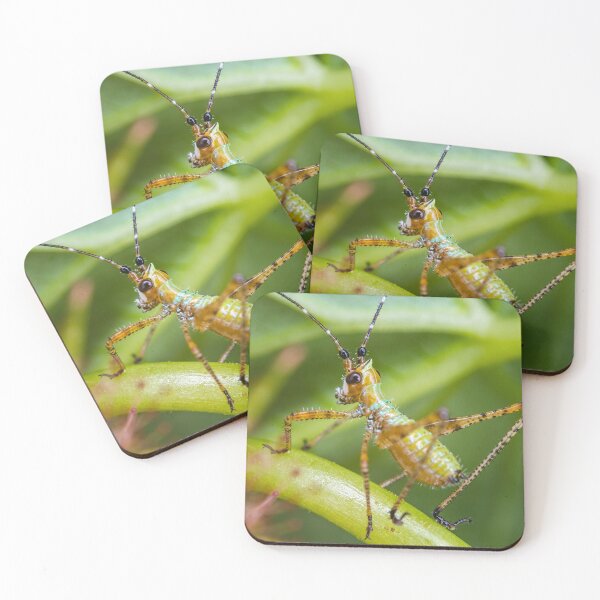 Item preview, Fork-Tailed Bush Katydid Nymph - Scudderia furcata designed and sold by AronsTinySafari.