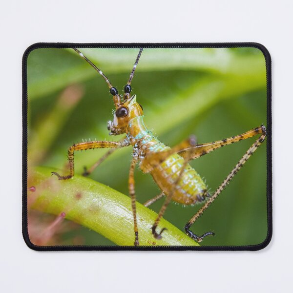Item preview, Fork-Tailed Bush Katydid Nymph - Scudderia furcata designed and sold by AronsTinySafari.