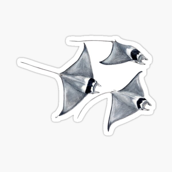 Teufelsfisch - Mantarochen (Mobula mobular) Sticker