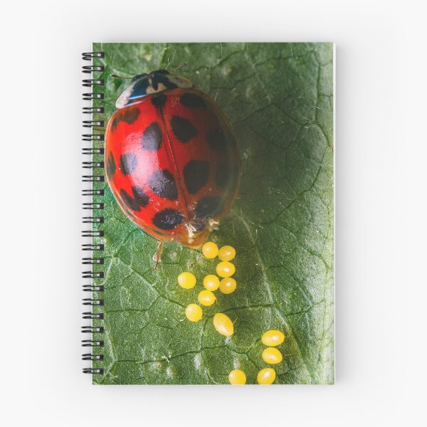 Item preview, Asian Lady Beetle Laying Eggs - Harmonia axyridis designed and sold by AronsTinySafari.