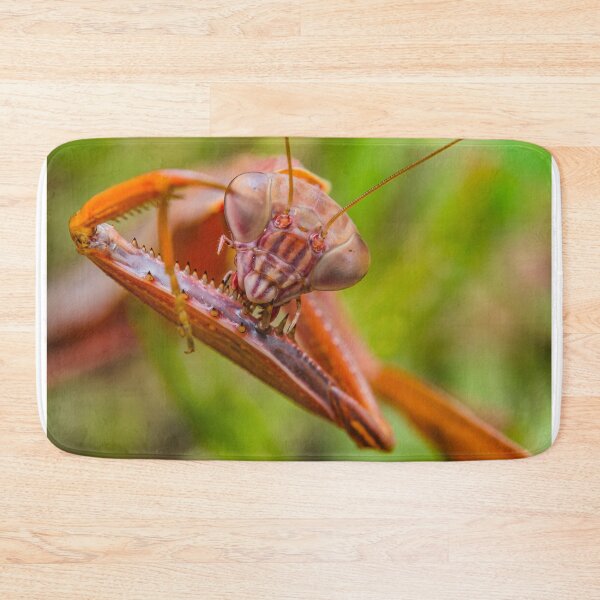 Item preview, Chinese Praying Mantis - Tenodera Sinensis designed and sold by AronsTinySafari.