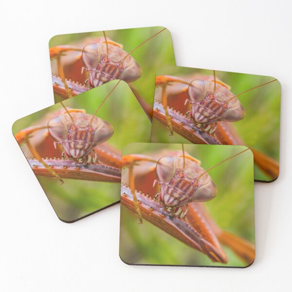 Item preview, Chinese Praying Mantis - Tenodera Sinensis designed and sold by AronsTinySafari.