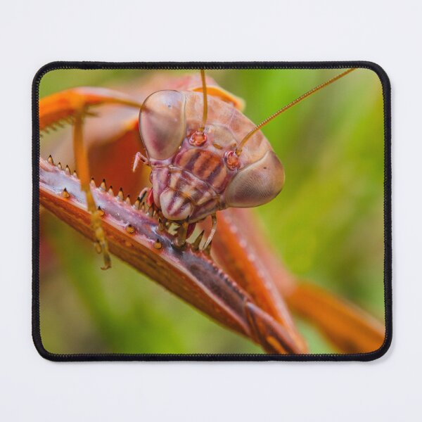 Item preview, Chinese Praying Mantis - Tenodera Sinensis designed and sold by AronsTinySafari.