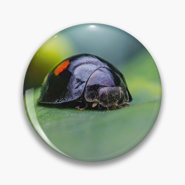Item preview, Twice Stabbed Ladybug - Chilocorus Stigma designed and sold by AronsTinySafari.