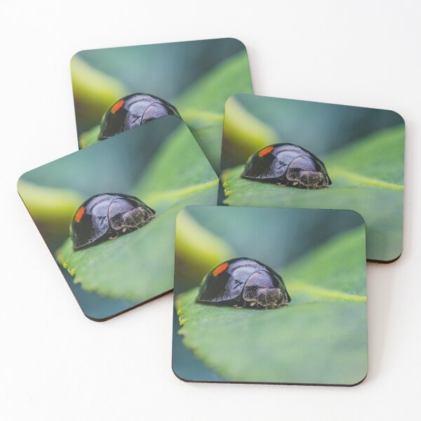 Item preview, Twice Stabbed Ladybug - Chilocorus Stigma designed and sold by AronsTinySafari.