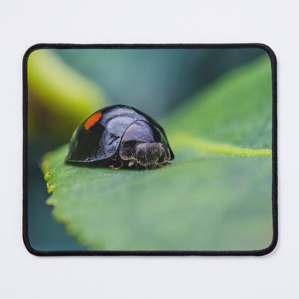 Item preview, Twice Stabbed Ladybug - Chilocorus Stigma designed and sold by AronsTinySafari.