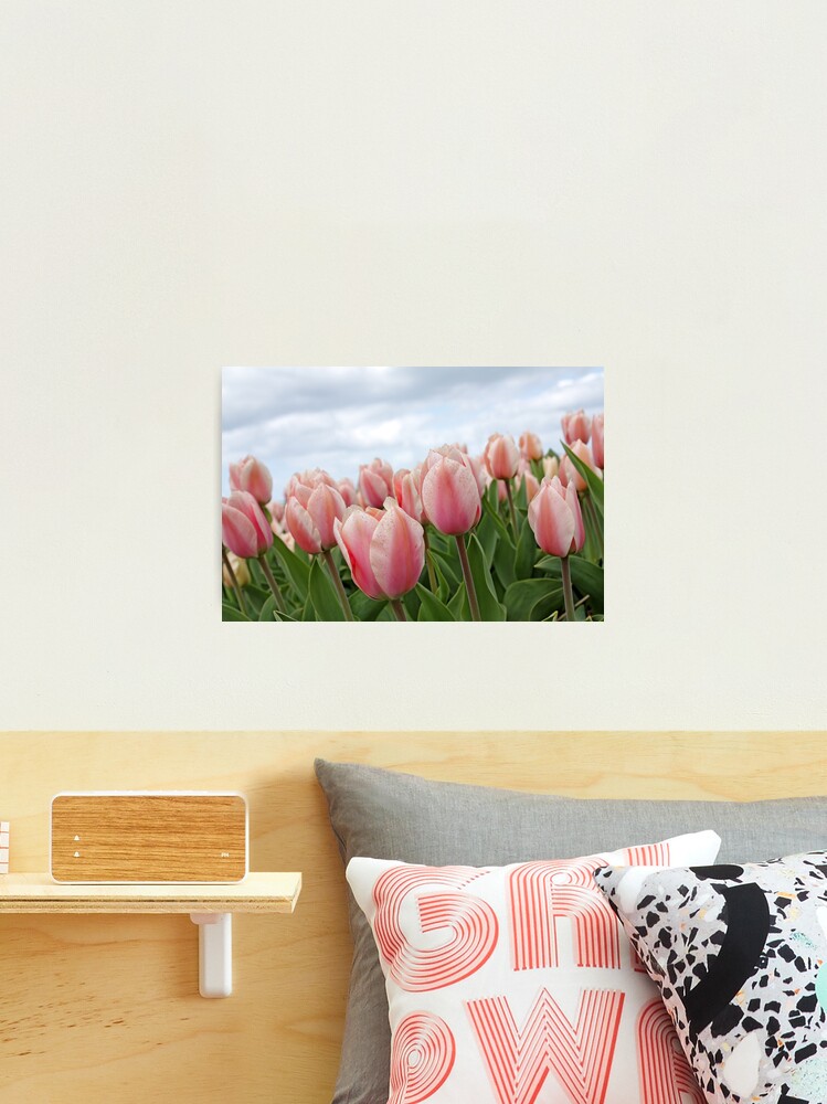 Thumbnail 2 of 3, Photographic Print, Pink Tulips designed and sold by MMFoto.