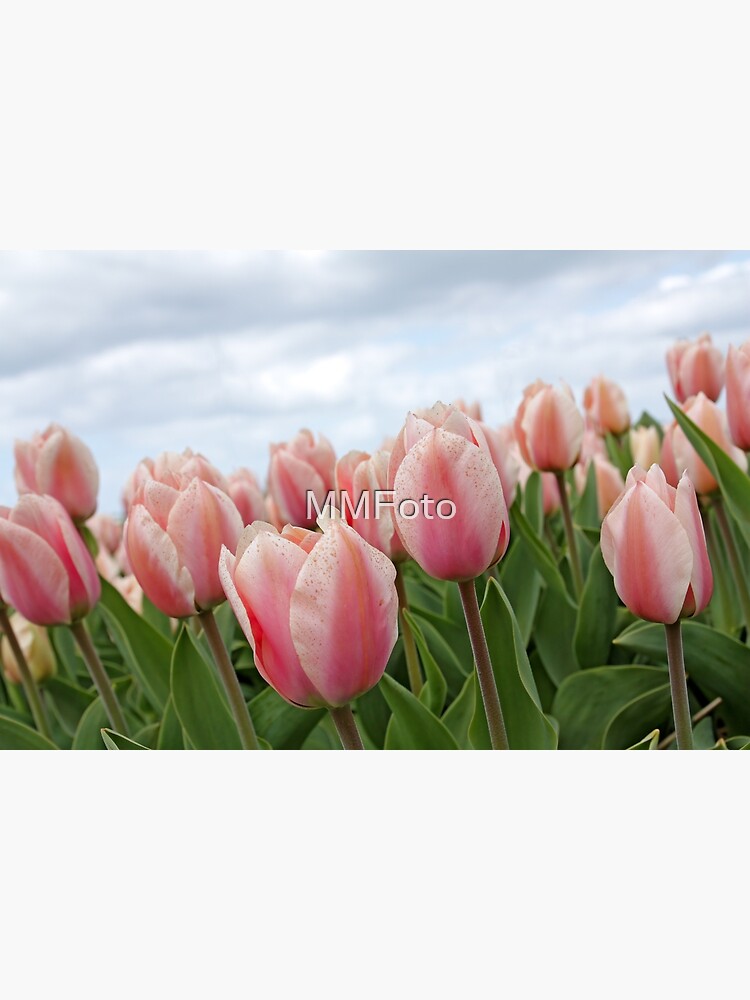 Thumbnail 3 of 3, Photographic Print, Pink Tulips designed and sold by MMFoto.