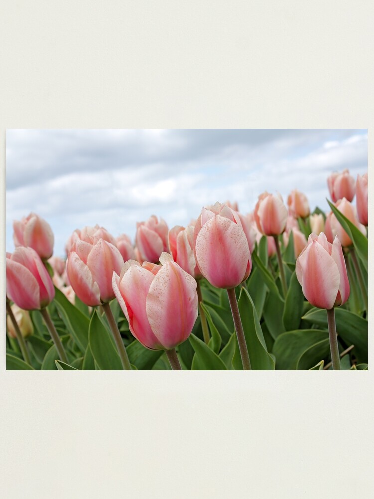 Thumbnail 1 of 3, Photographic Print, Pink Tulips designed and sold by MMFoto.