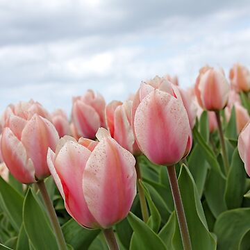 Artwork thumbnail, Pink Tulips by MMFoto