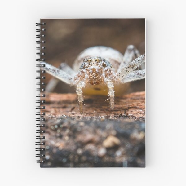 Item preview, White Crab Spider - Thomisidae designed and sold by AronsTinySafari.