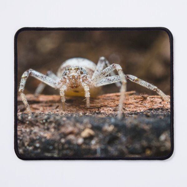 Item preview, White Crab Spider - Thomisidae designed and sold by AronsTinySafari.
