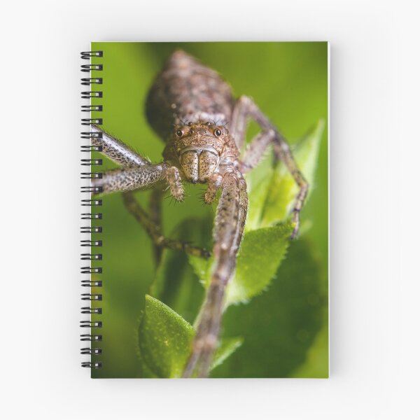 Item preview, Crab Spider - Thomisidae designed and sold by AronsTinySafari.