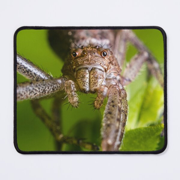 Item preview, Crab Spider - Thomisidae designed and sold by AronsTinySafari.