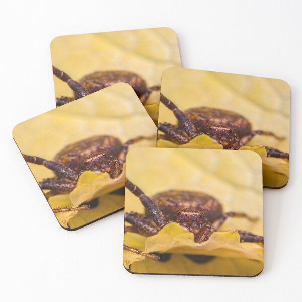 Item preview, Crab Spider - Thomisidae designed and sold by AronsTinySafari.