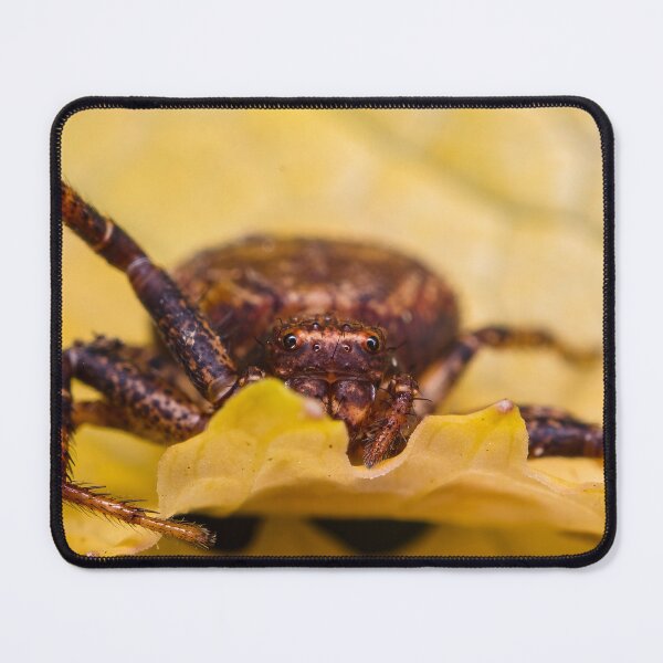 Item preview, Crab Spider - Thomisidae designed and sold by AronsTinySafari.