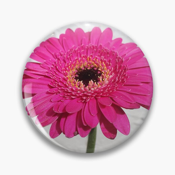 Item preview, Large Pink Gerbera on a White Background designed and sold by BlossomPix.