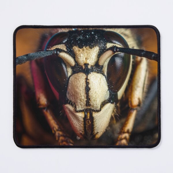 Item preview, Bald Faced Hornet Queen - Dolichovespula Maculata designed and sold by AronsTinySafari.