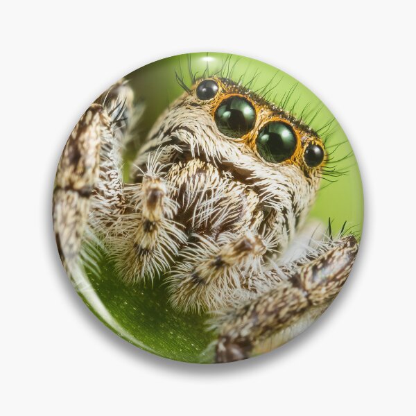 Item preview, Cute Tan Jumping Spider - Platycryptus Undatus designed and sold by AronsTinySafari.