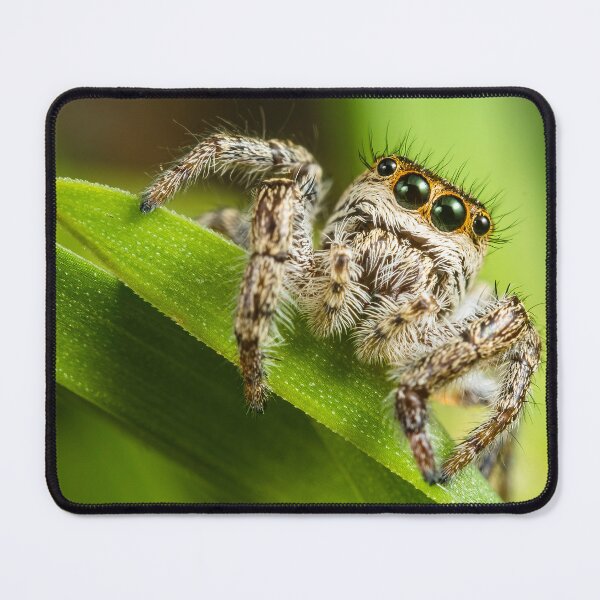 Item preview, Cute Tan Jumping Spider - Platycryptus Undatus designed and sold by AronsTinySafari.