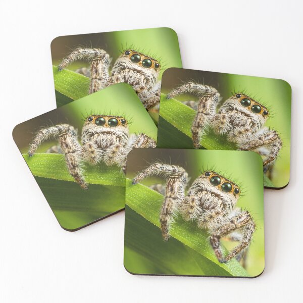 Item preview, Cute Tan Jumping Spider - Platycryptus Undatus designed and sold by AronsTinySafari.