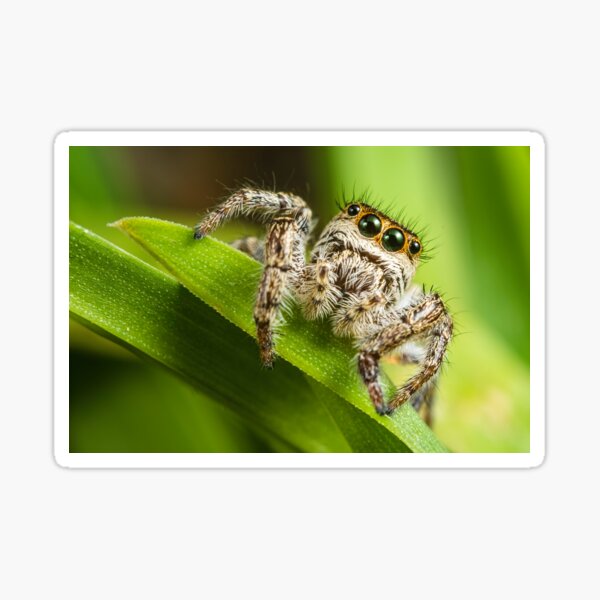 Jumping Spider Birthday Party Supplies and Favors Happiness But You Can Buy  Jumping Spiders Throw Pillow, 18x18, Multicolor