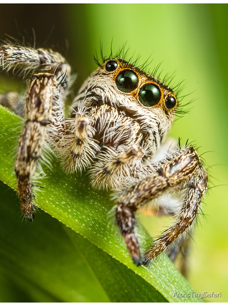 Jumping Spider T-Shirt, Cute Spider Kids Bug Catcher Shirt Jumping Spider T-Shirt, Cute Spider Kids Bug Catcher Shirt