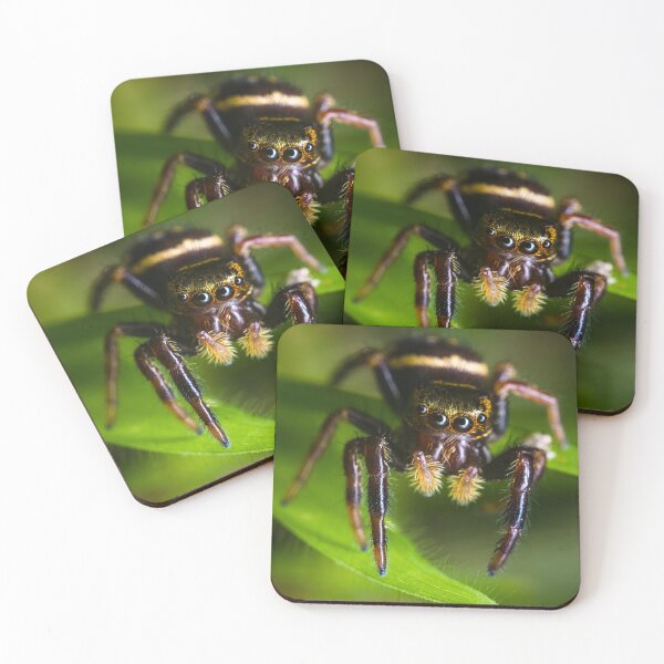 Item preview, Moe Jumping Spider - Three Stooges designed and sold by AronsTinySafari.