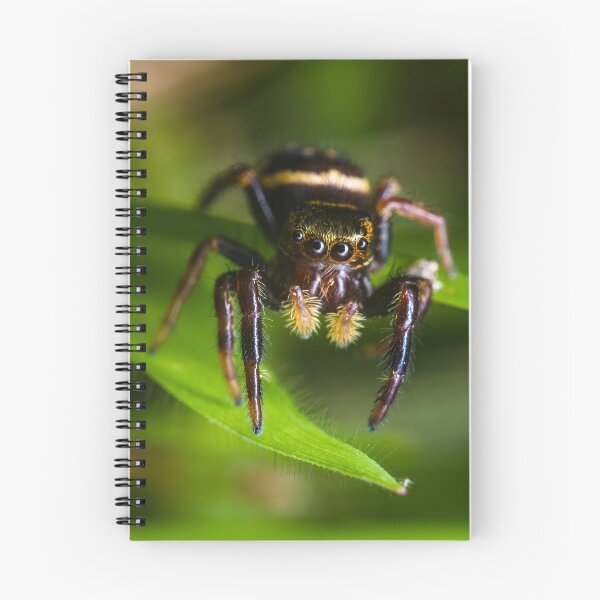 Item preview, Moe Jumping Spider - Three Stooges designed and sold by AronsTinySafari.