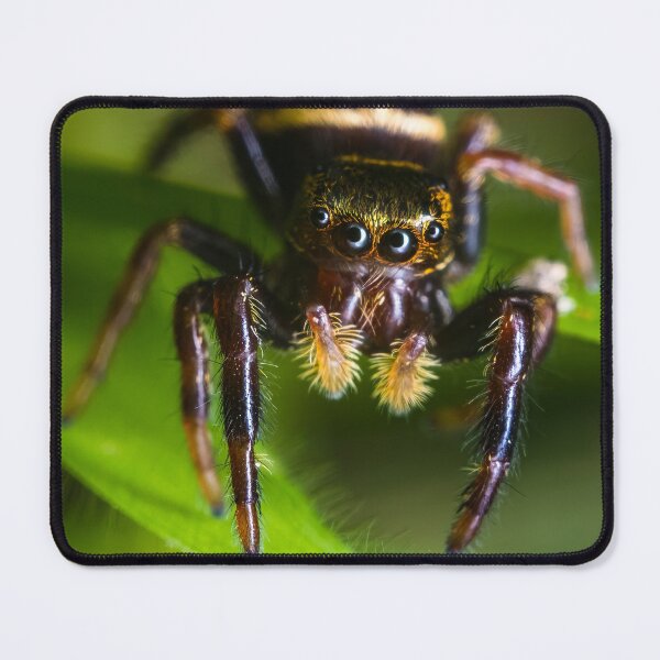 Item preview, Moe Jumping Spider - Three Stooges designed and sold by AronsTinySafari.
