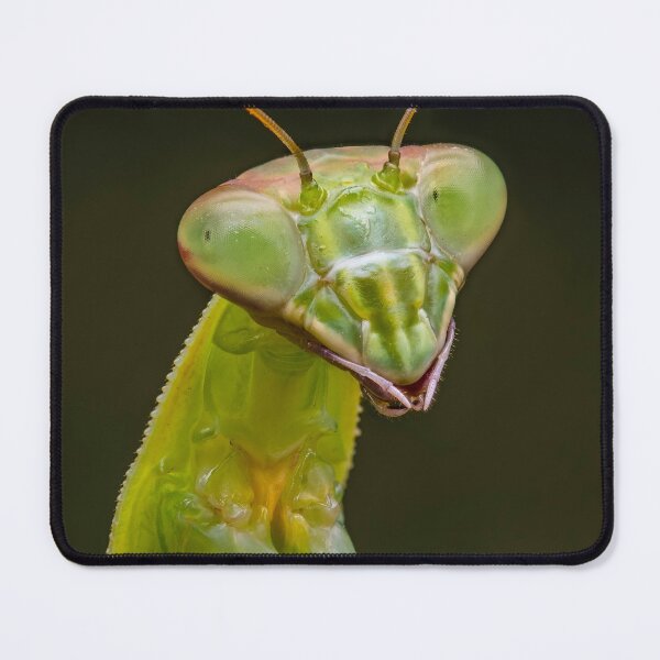 Item preview, Carolina Praying Mantis - Stagmomantis Carolina designed and sold by AronsTinySafari.
