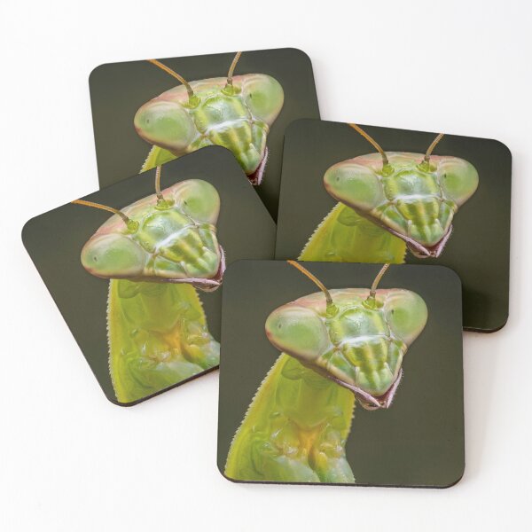 Item preview, Carolina Praying Mantis - Stagmomantis Carolina designed and sold by AronsTinySafari.