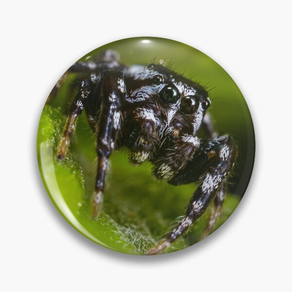 Item preview, Zebra Jumping Spider - Salticus Scenicus designed and sold by AronsTinySafari.