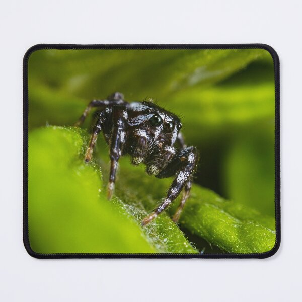 Item preview, Zebra Jumping Spider - Salticus Scenicus designed and sold by AronsTinySafari.