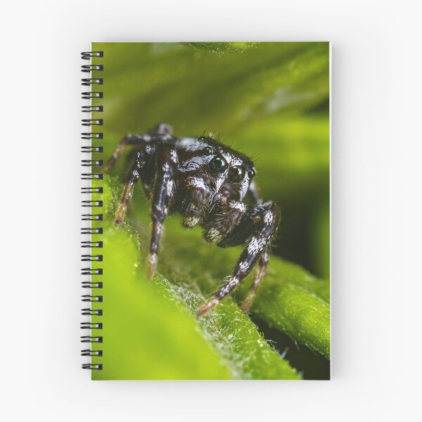 Item preview, Zebra Jumping Spider - Salticus Scenicus designed and sold by AronsTinySafari.