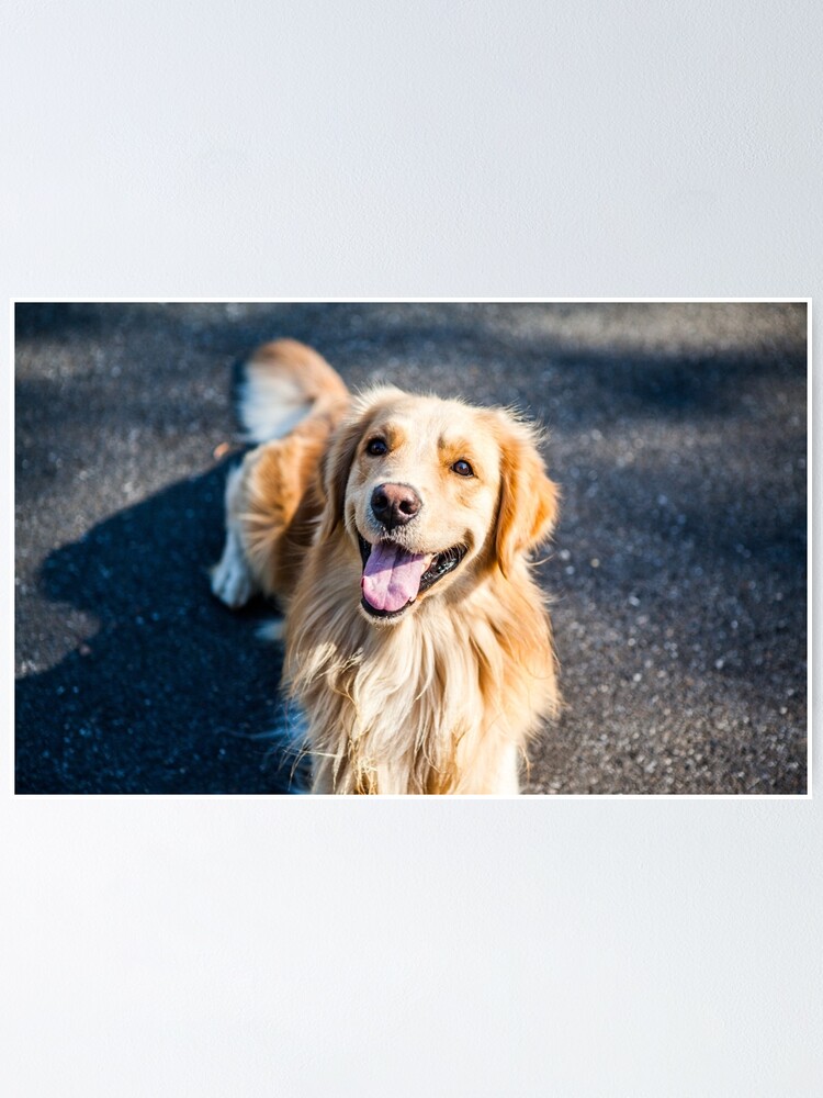 golden retriever merchandise