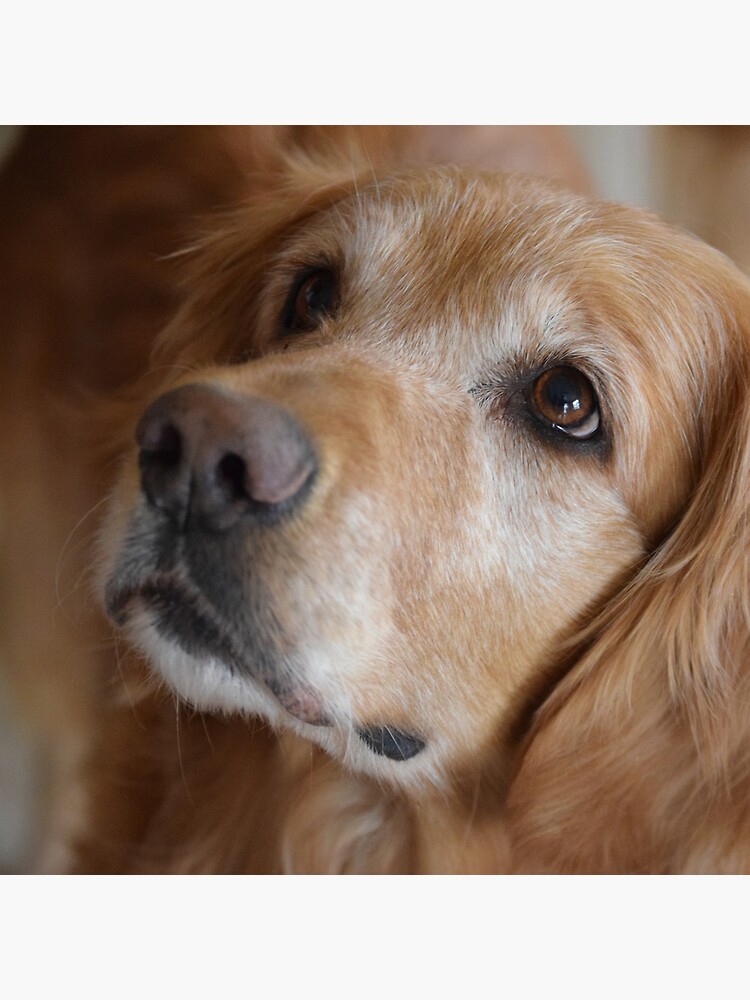 Golden Retriever merchandise 9 by nafagi