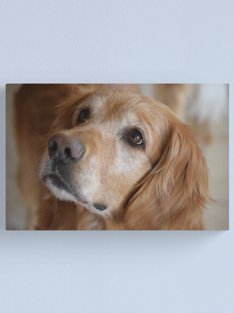 golden retriever merchandise