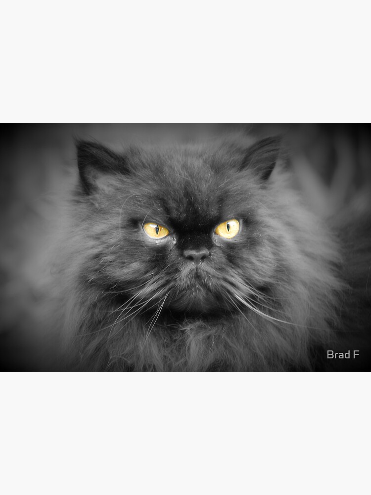 Persian cat by bfra