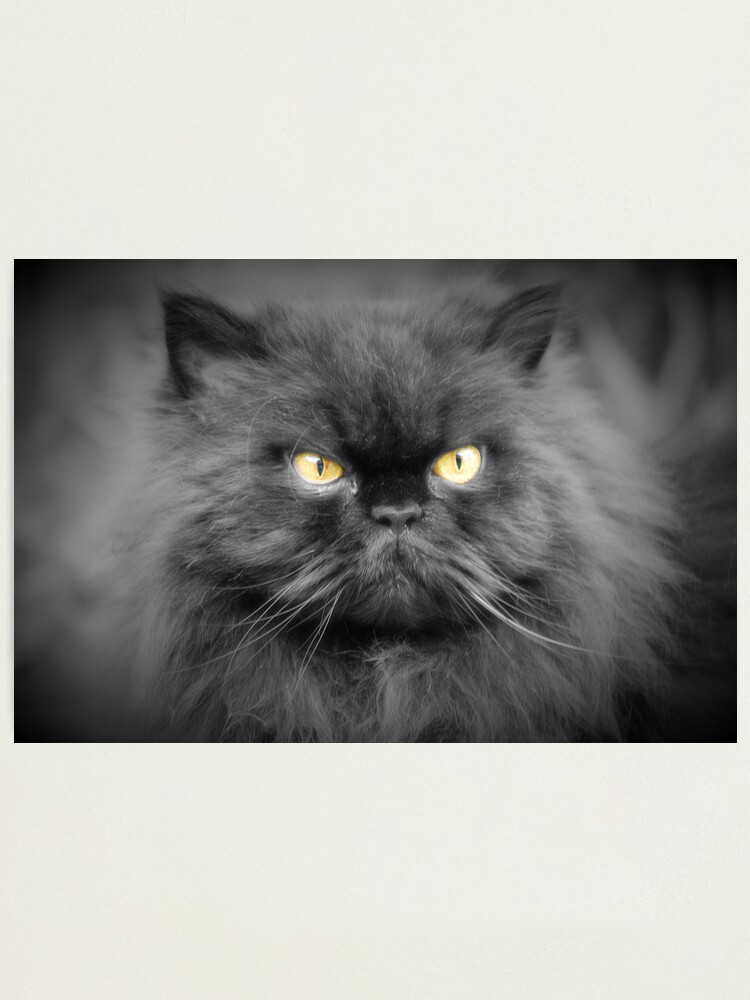 Alternate view of Persian cat Photographic Print