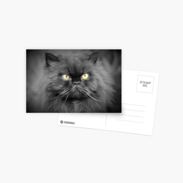 Persian cat Postcard