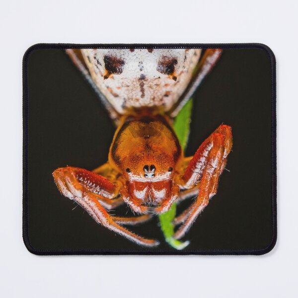 Item preview, Spined Micrathena Orb-weaver Spider - Araneidae designed and sold by AronsTinySafari.