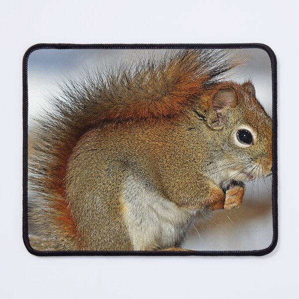 Item preview, Squirrel designed and sold by Taceo10.
