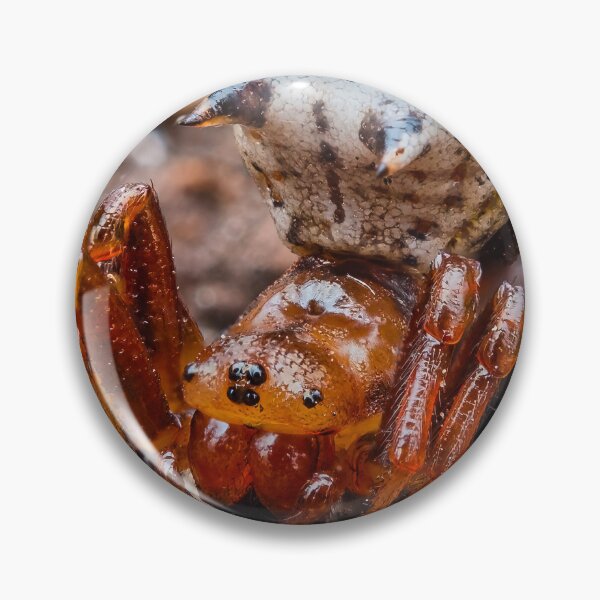 Item preview, Spined Micrathena Orb-weaver Spider - Araneidae designed and sold by AronsTinySafari.