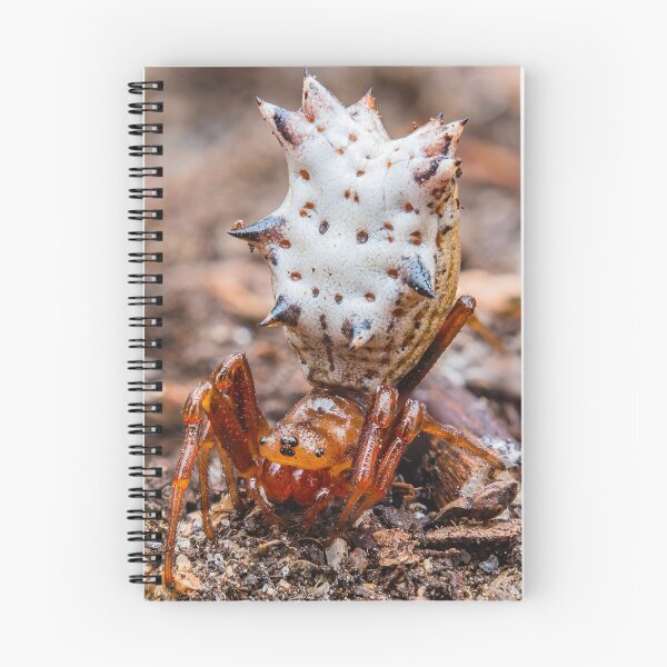 Item preview, Spined Micrathena Orb-weaver Spider - Araneidae designed and sold by AronsTinySafari.